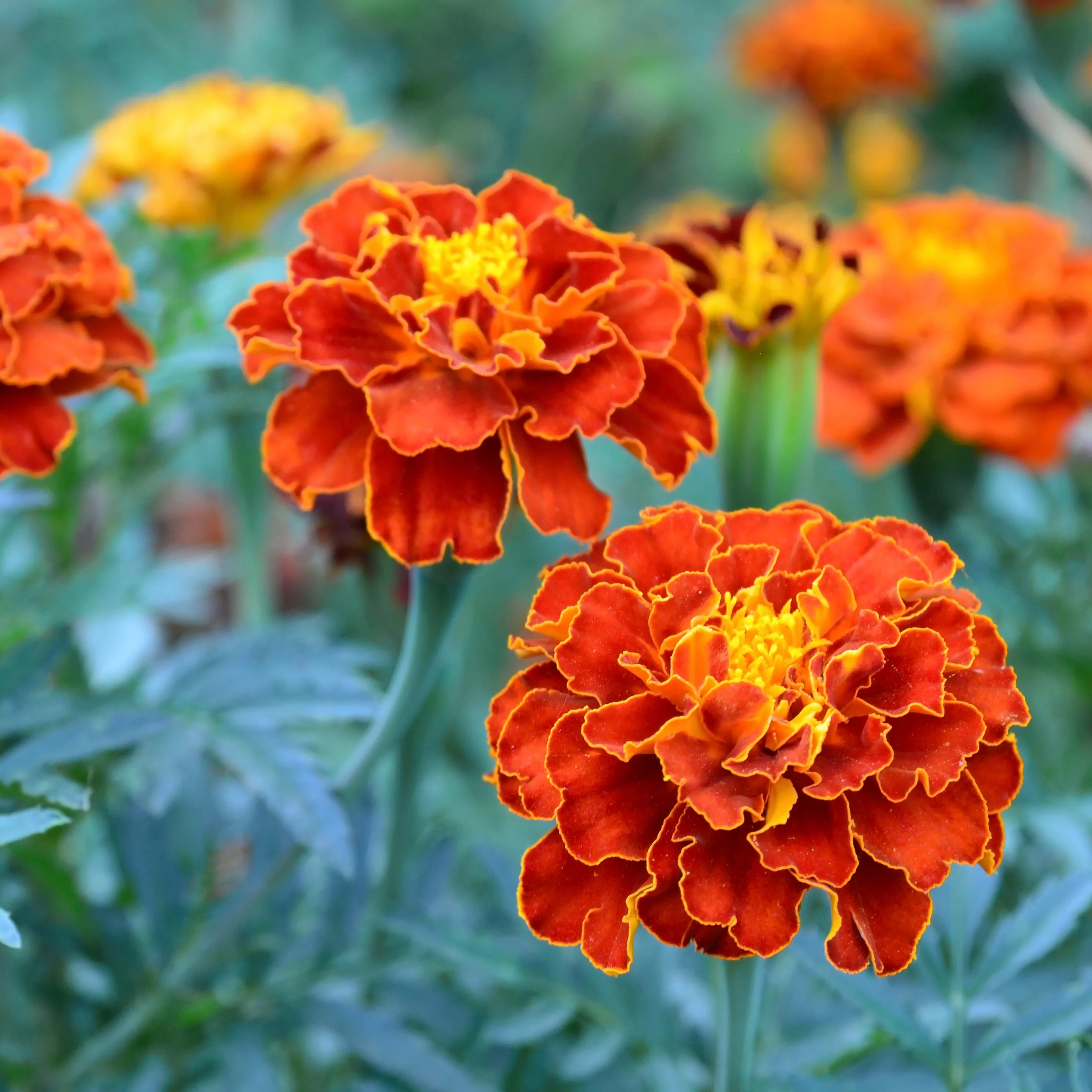 Timeless Red Rose Collection